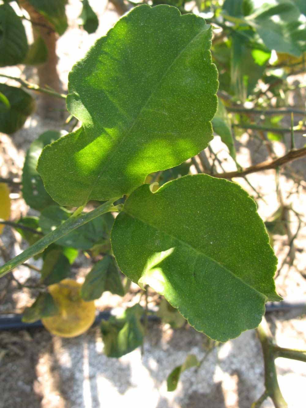            Shade leaves (Winter Haven, FL)   